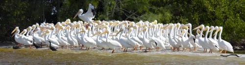 Pelican Panoramic Happy Hour